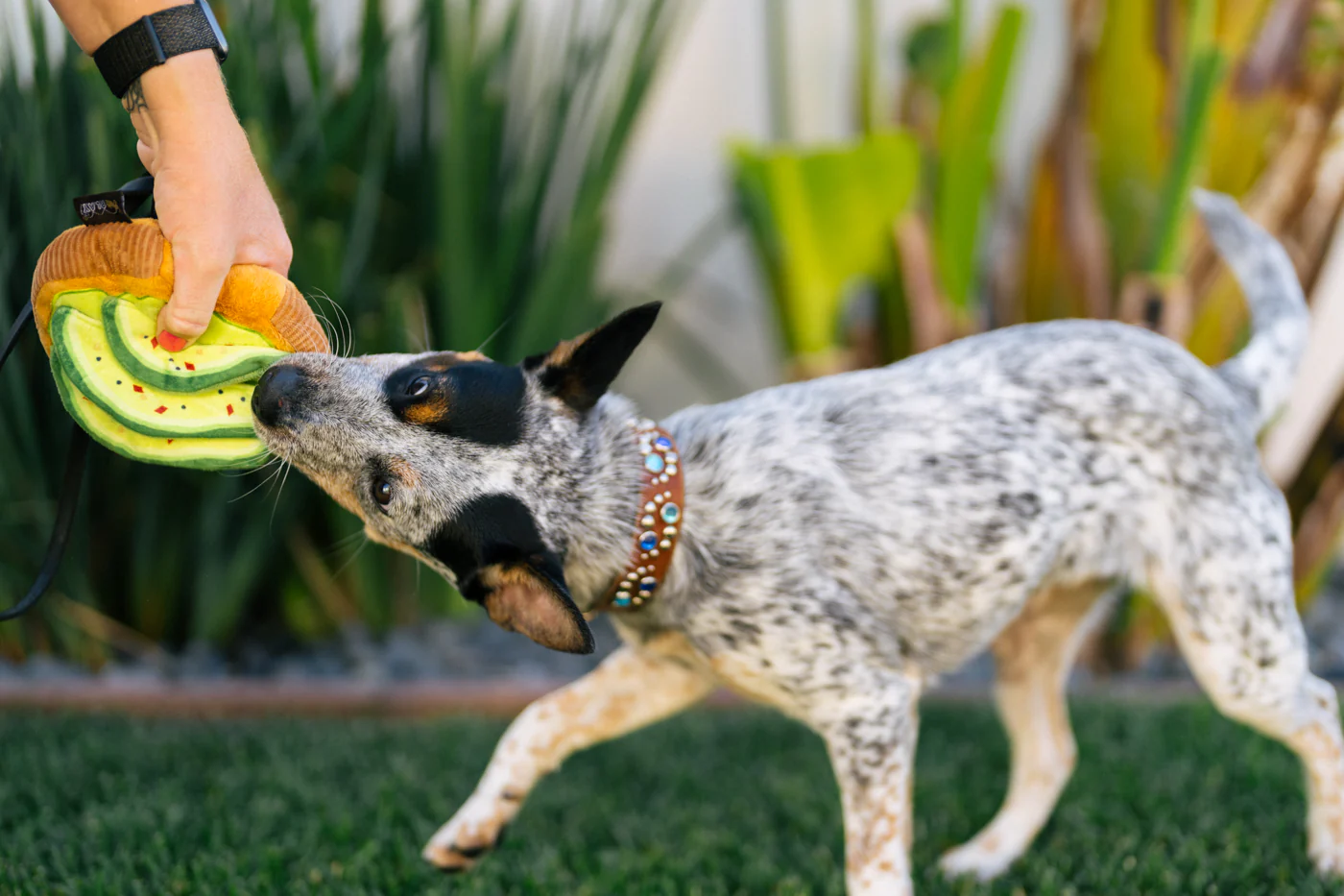 Barking Brunch Avo-doggo Toast - Image 2