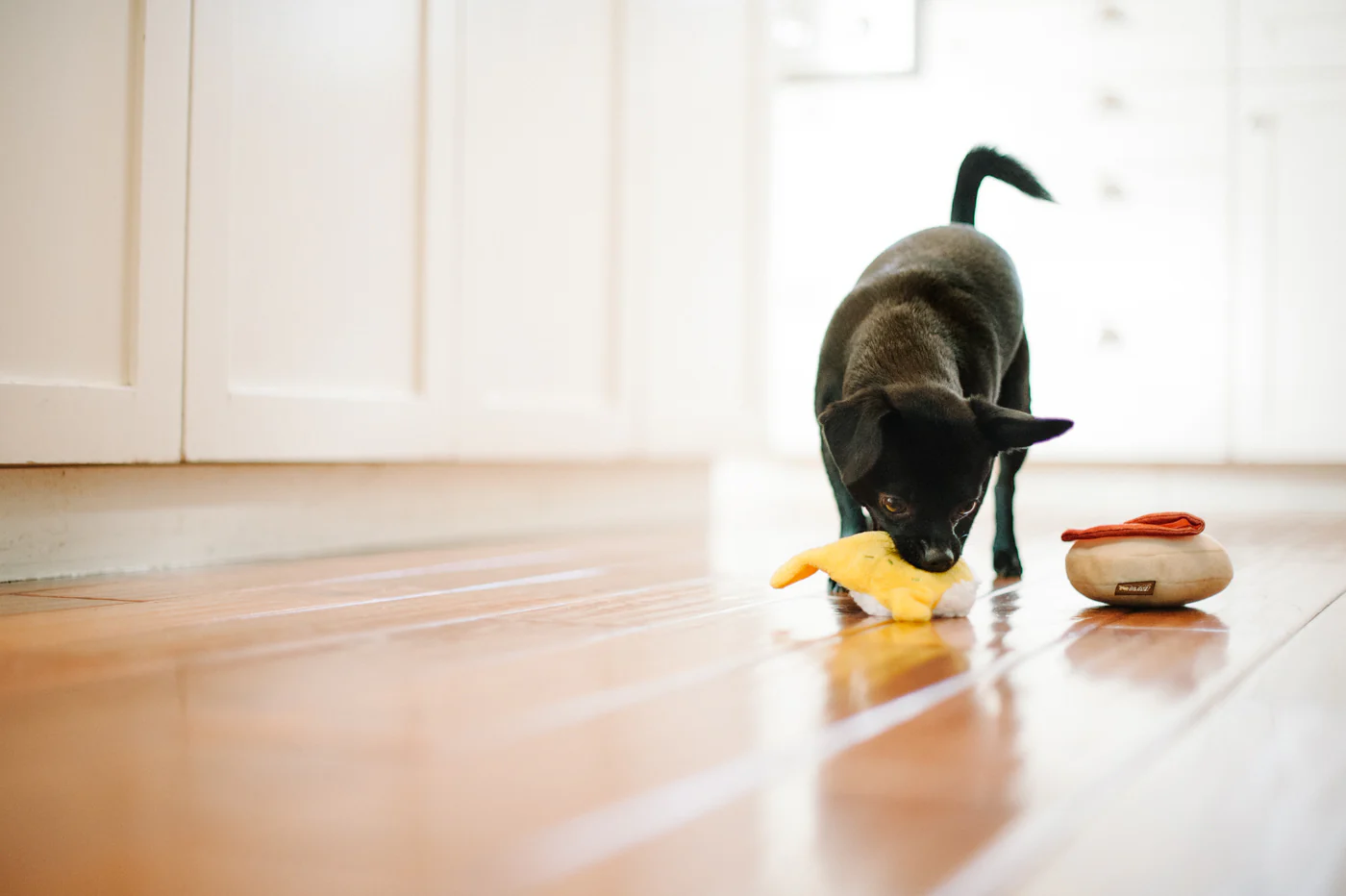 Barking Brunch Collection - Image 24