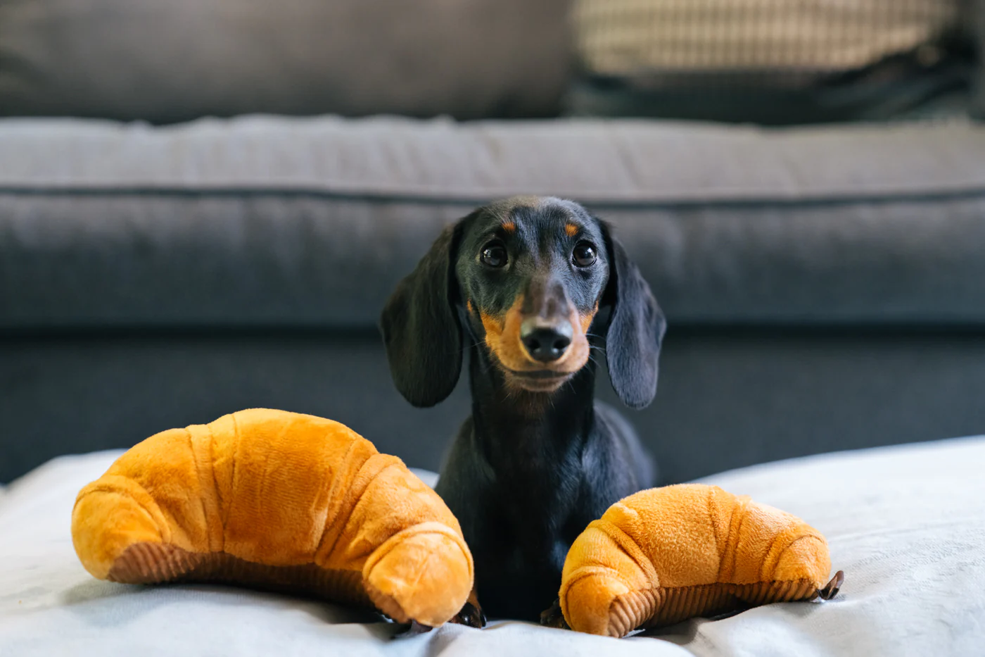 Barking Brunch Pup's Pastry - Image 4