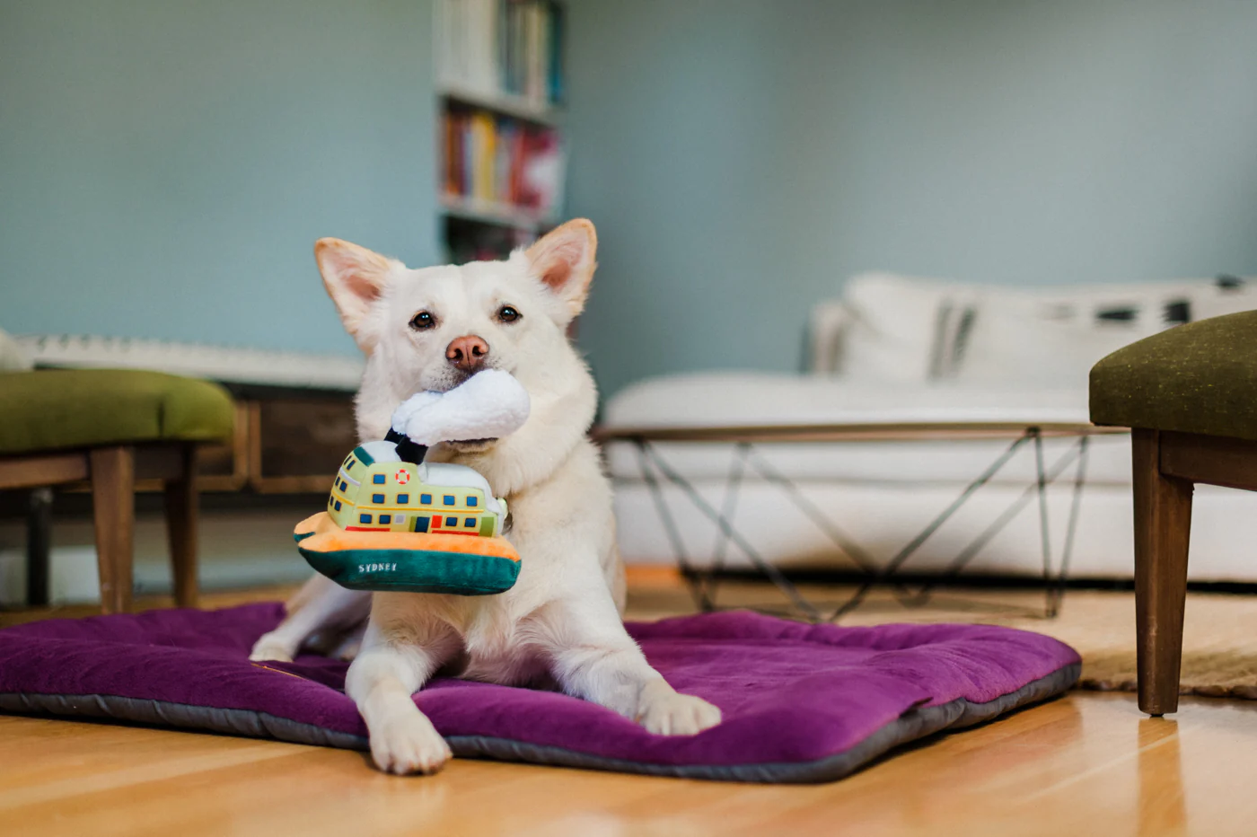 Canine Commute Collection - Image 13