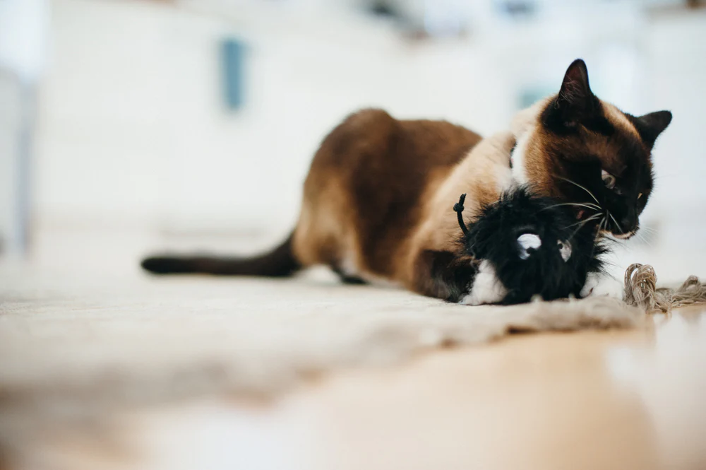 Feline Frenzy Frisky Furball - Image 3