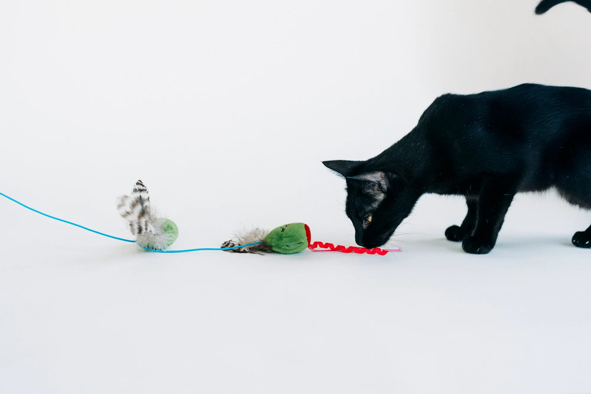 Feline Frenzy Purrfectly Pitted Wand - Image 2