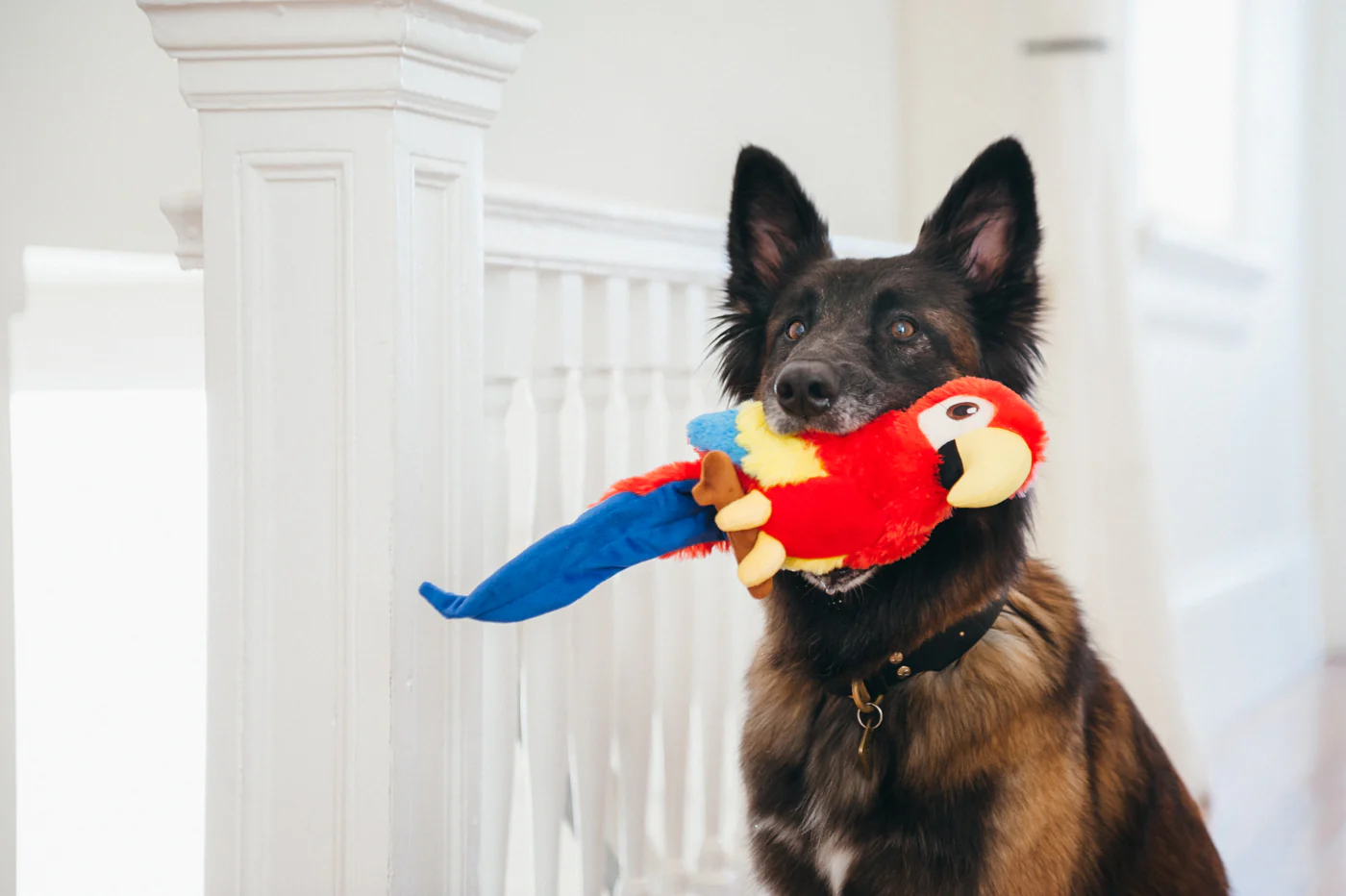 Fetching Flock Collection - Image 14