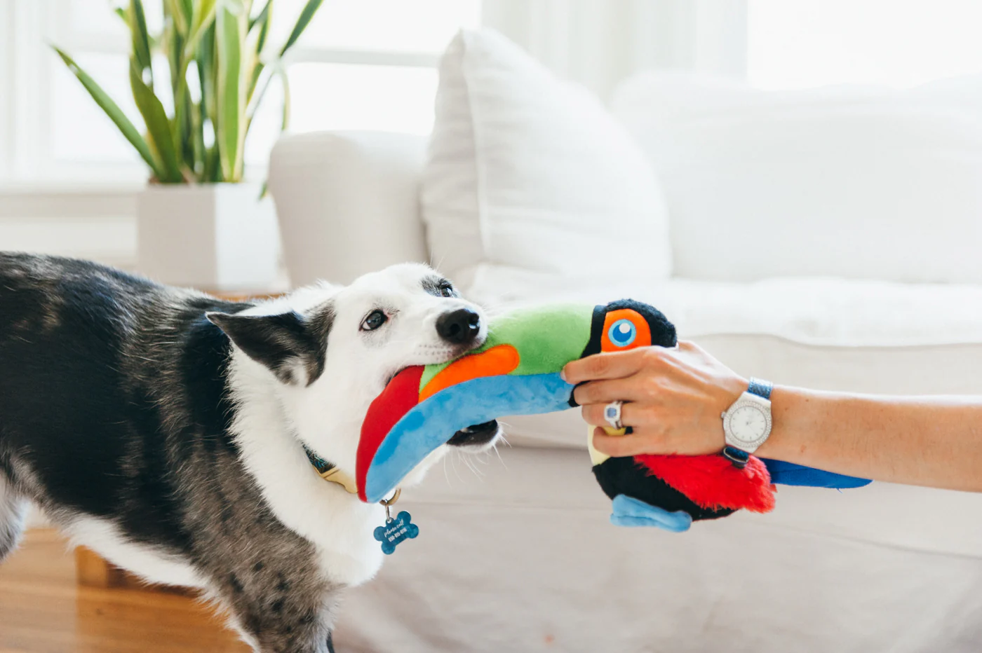 Fetching Flock Collection - Image 17