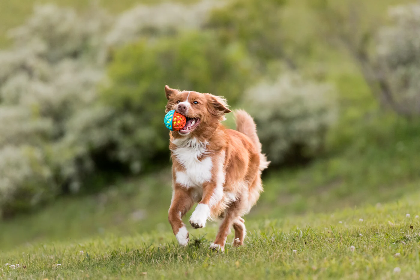Go-Go Astro Ball - Image 3