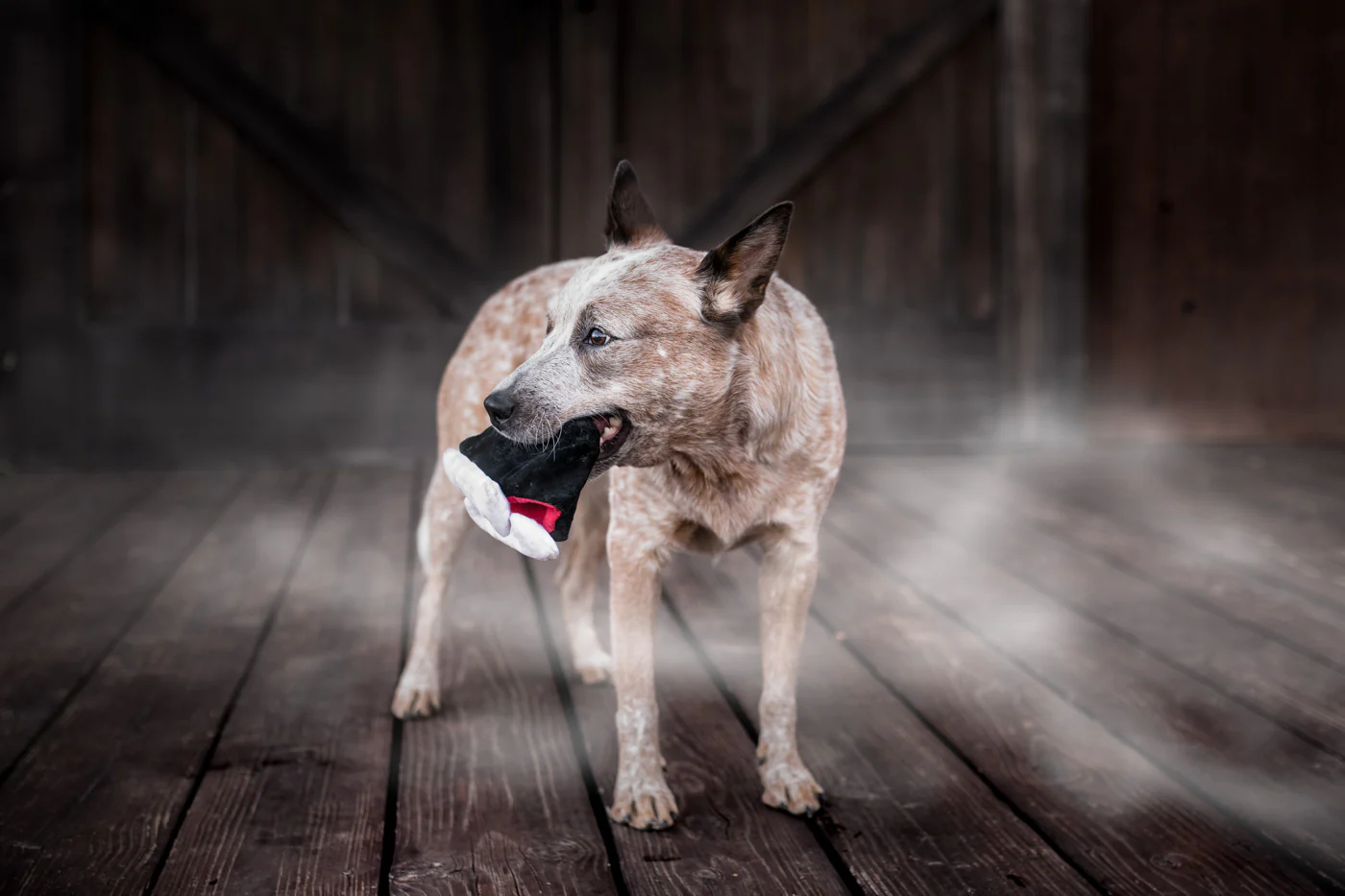 Howling Haunts Barky's Bite - Image 4