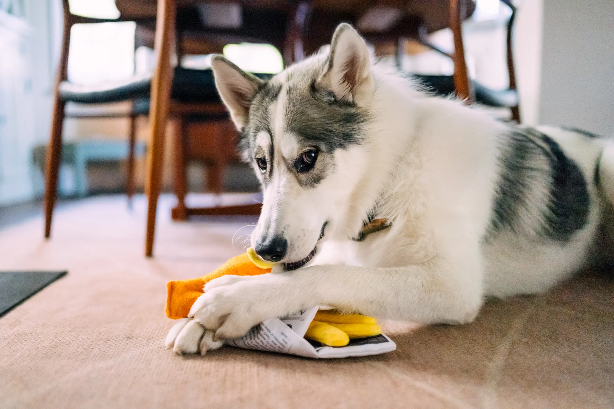 International Classic Chippy Chews - Image 5