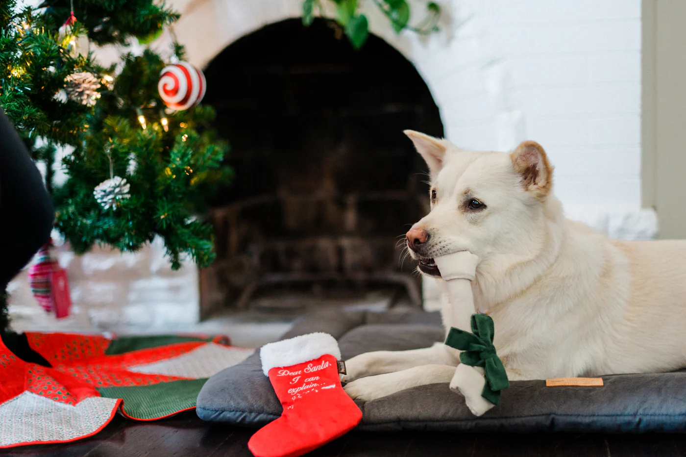 Merry Woofmas Good Dog Stocking - Image 3