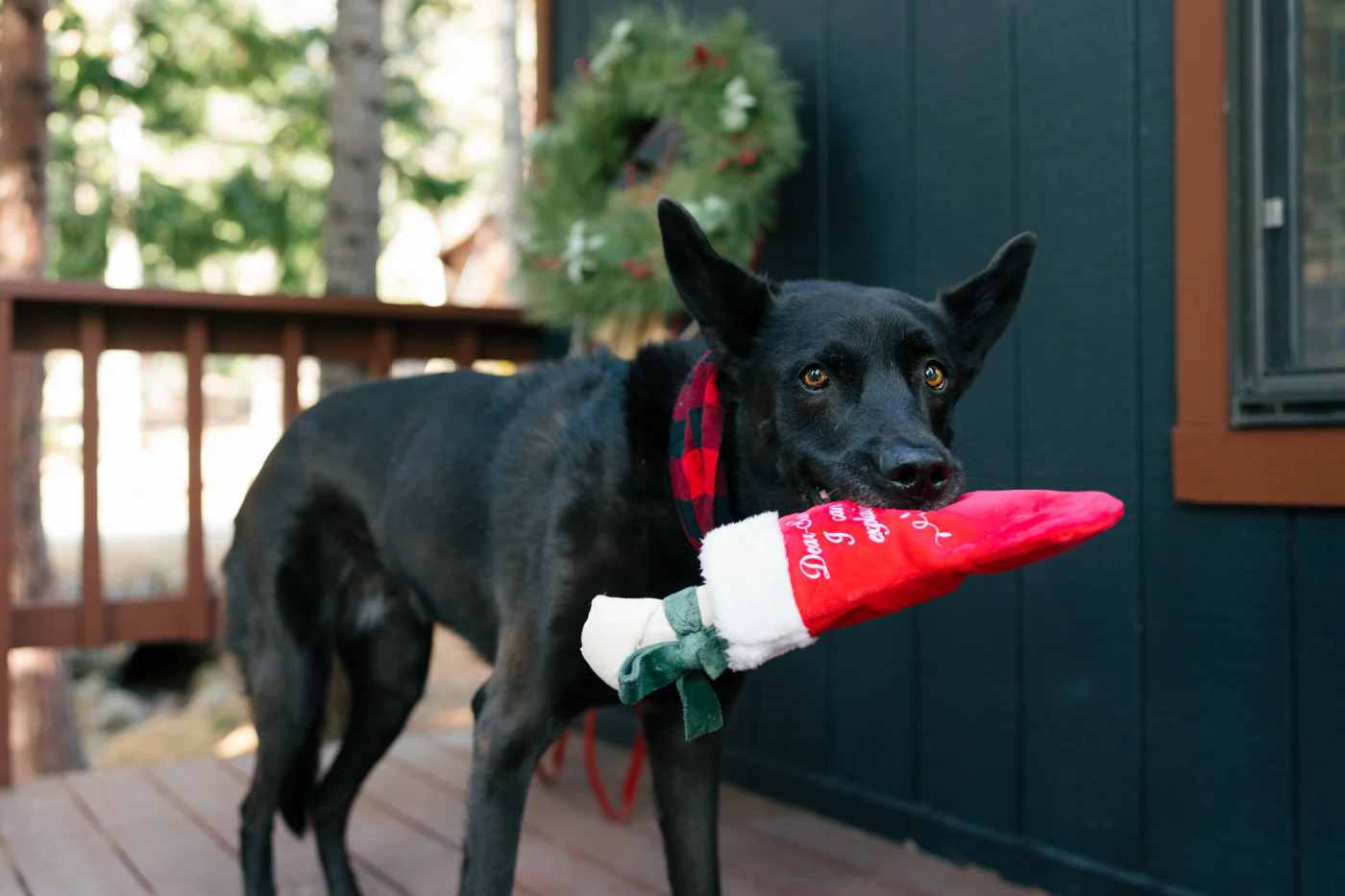 Merry Woofmas Good Dog Stocking - Image 5