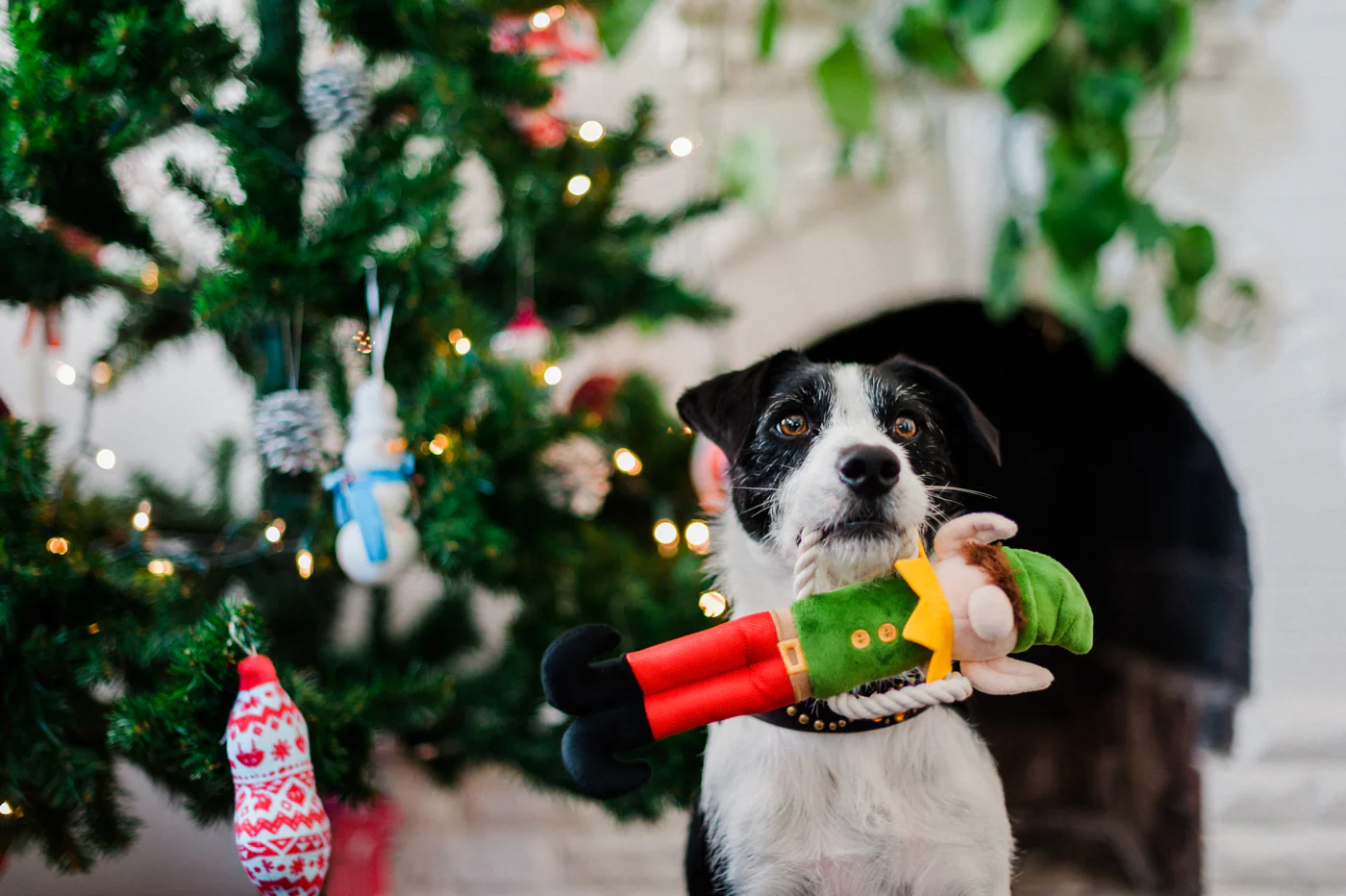 Merry Woofmas Santa's Little Elf-er - Image 3