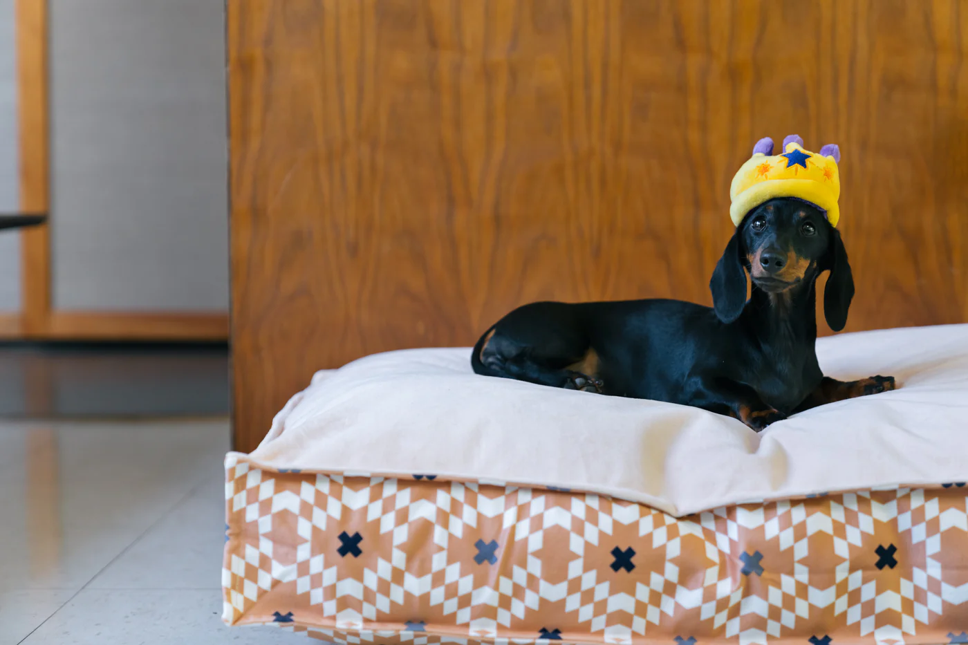 Mini Party Time Canine Crown - Image 3