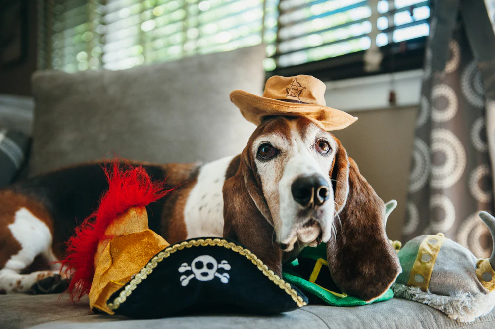 Mutt Hatter Collection - Image 4