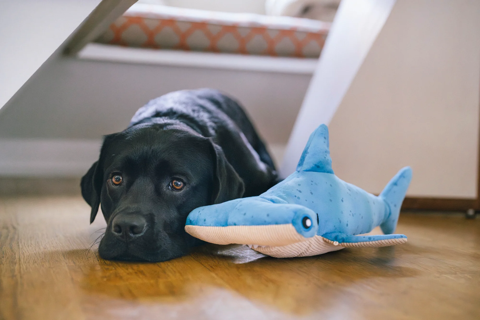 Ocean Buddies Bonk the Hammerhead - Image 2