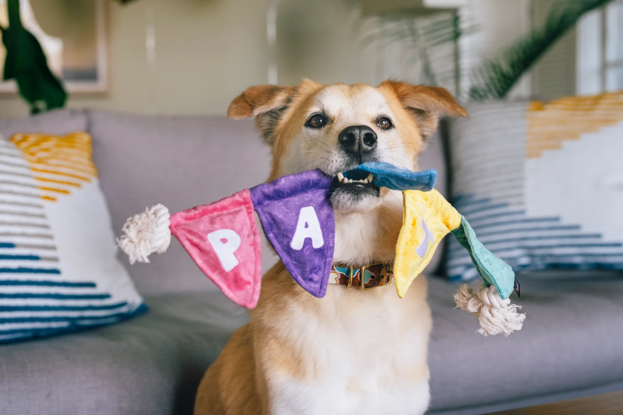 Party Animal Collection - Image 11