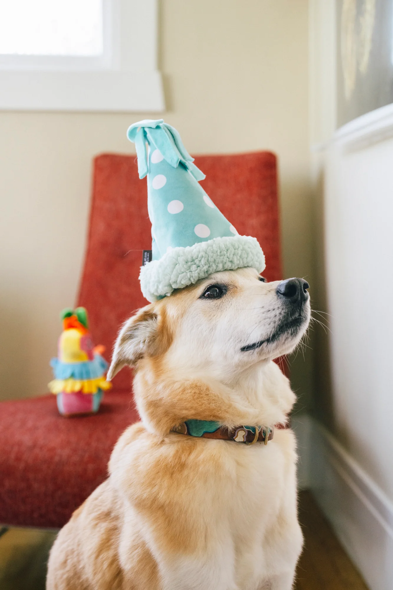 Party Animal Yappy Party Hat - Image 2