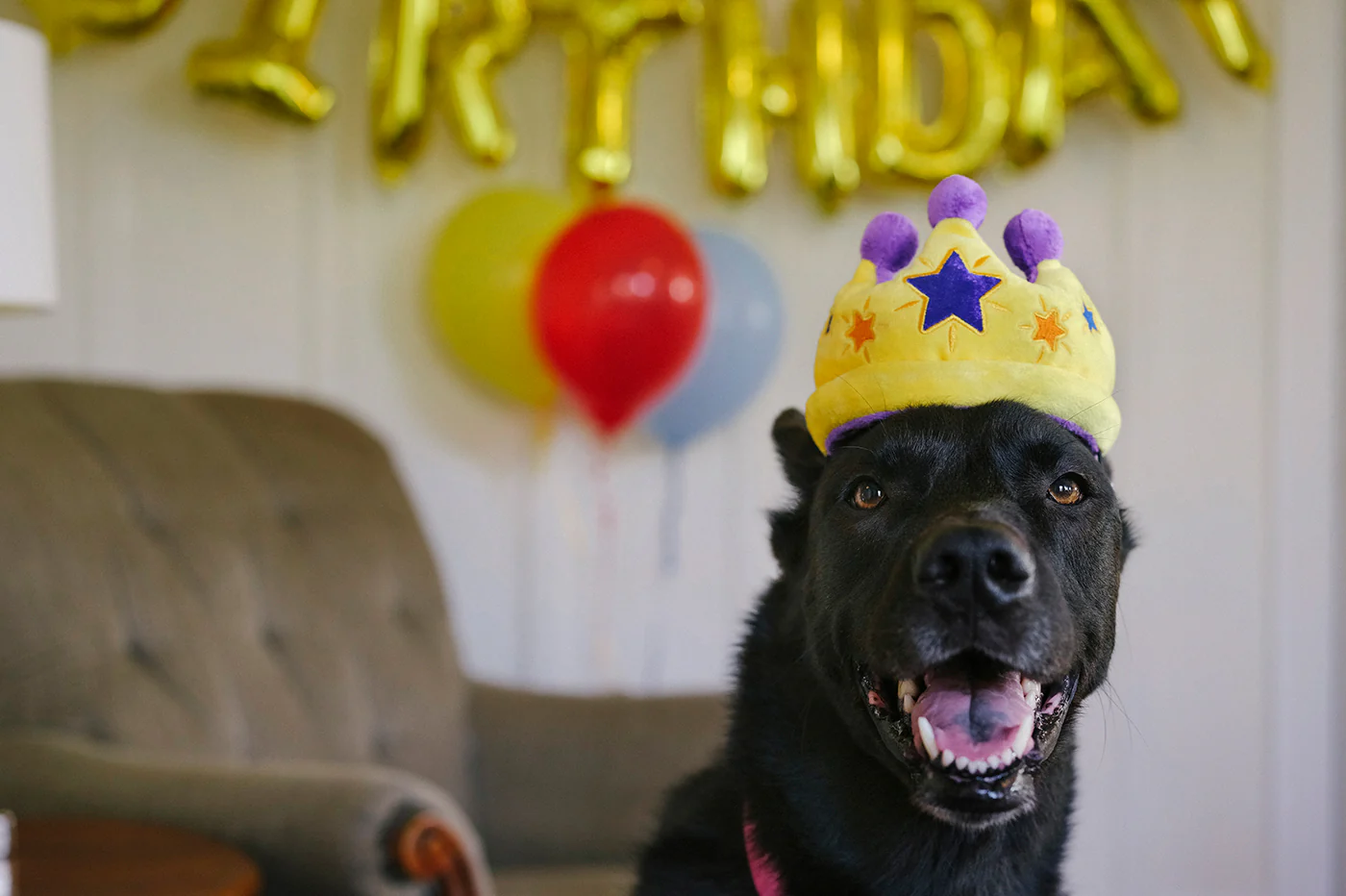Party Time Canine Crown - Image 3