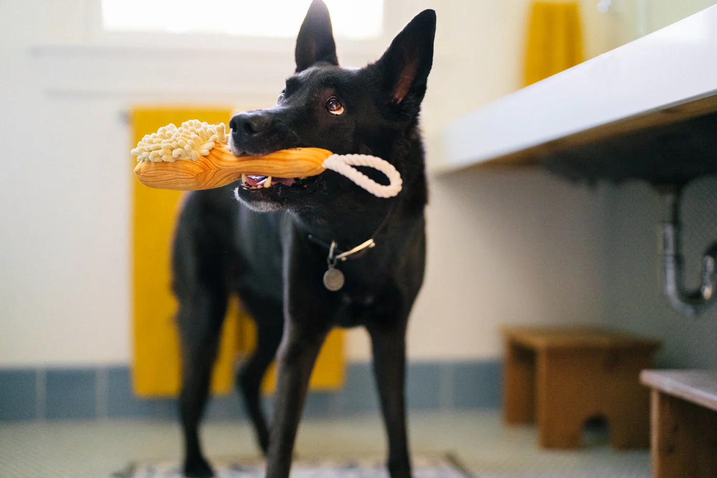 Splish Splash Bark n' Bristles - Image 2