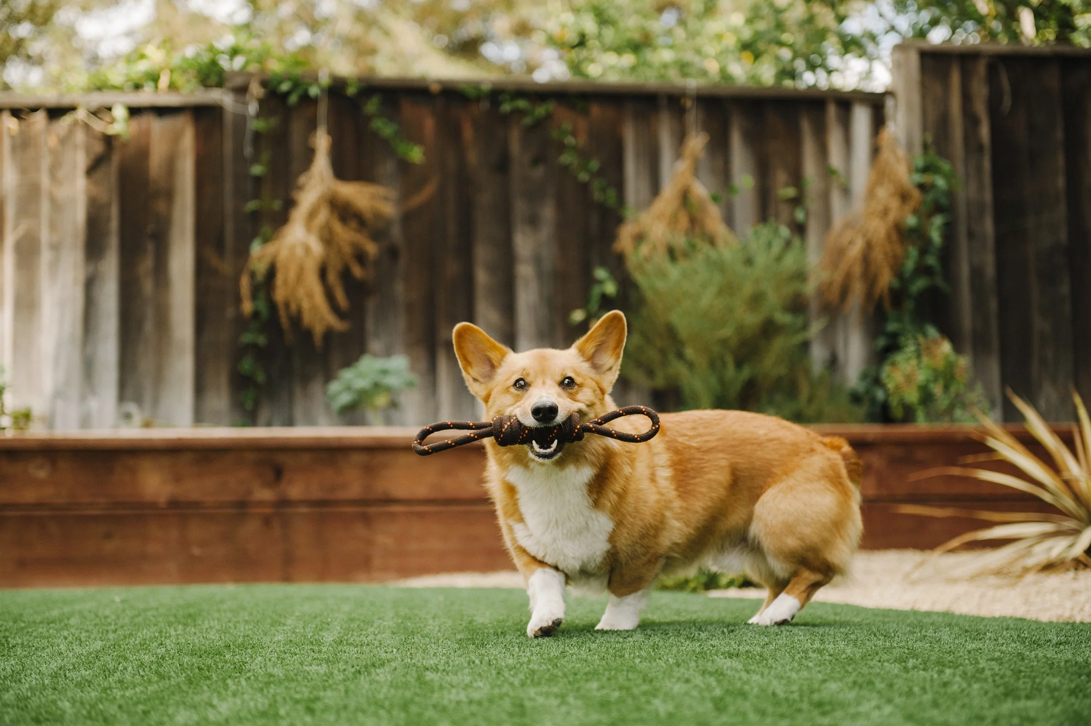 Tug Rope Toy - Image 4
