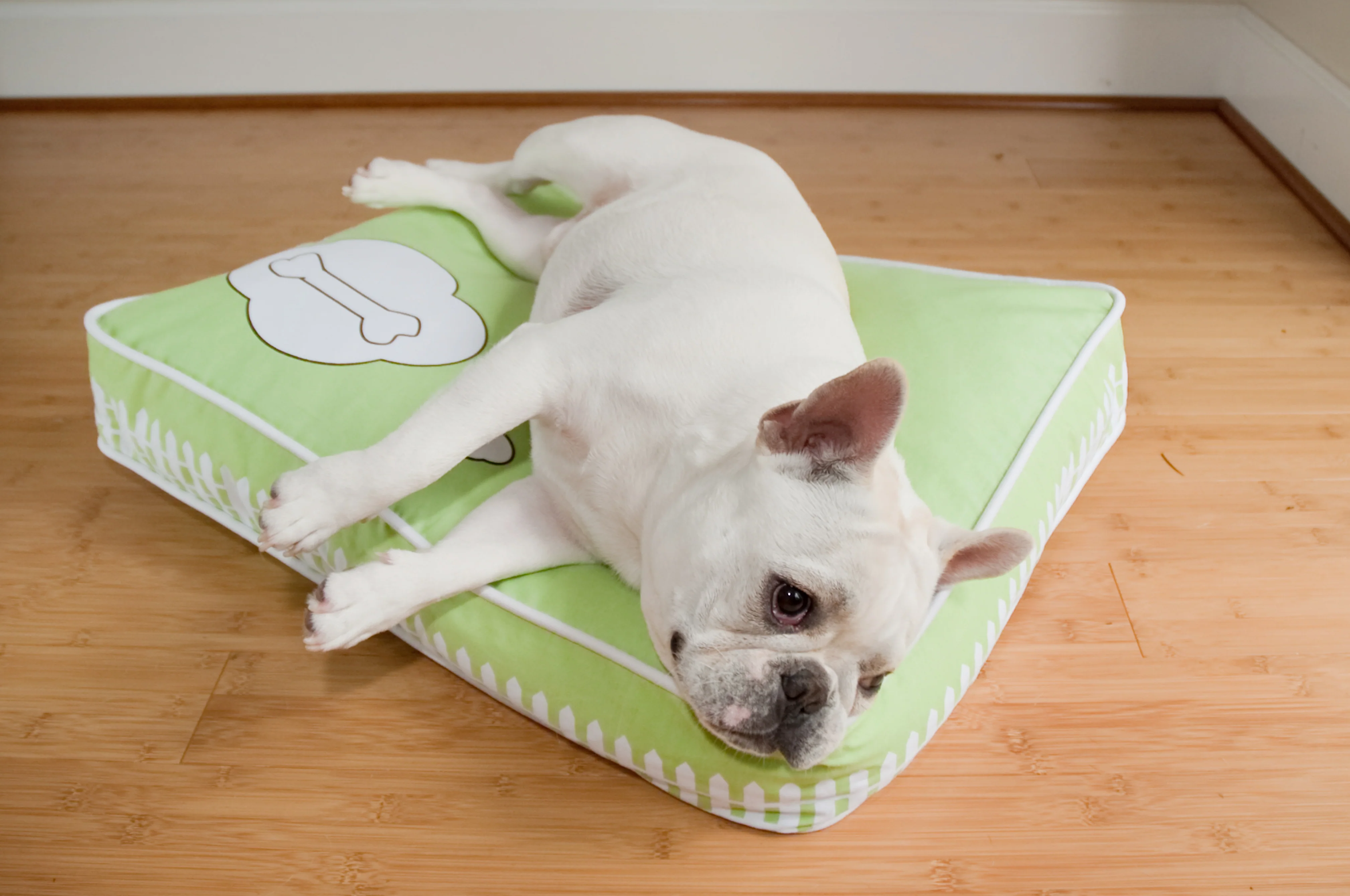 What Dogs Dream (Cover Only) - Image 5