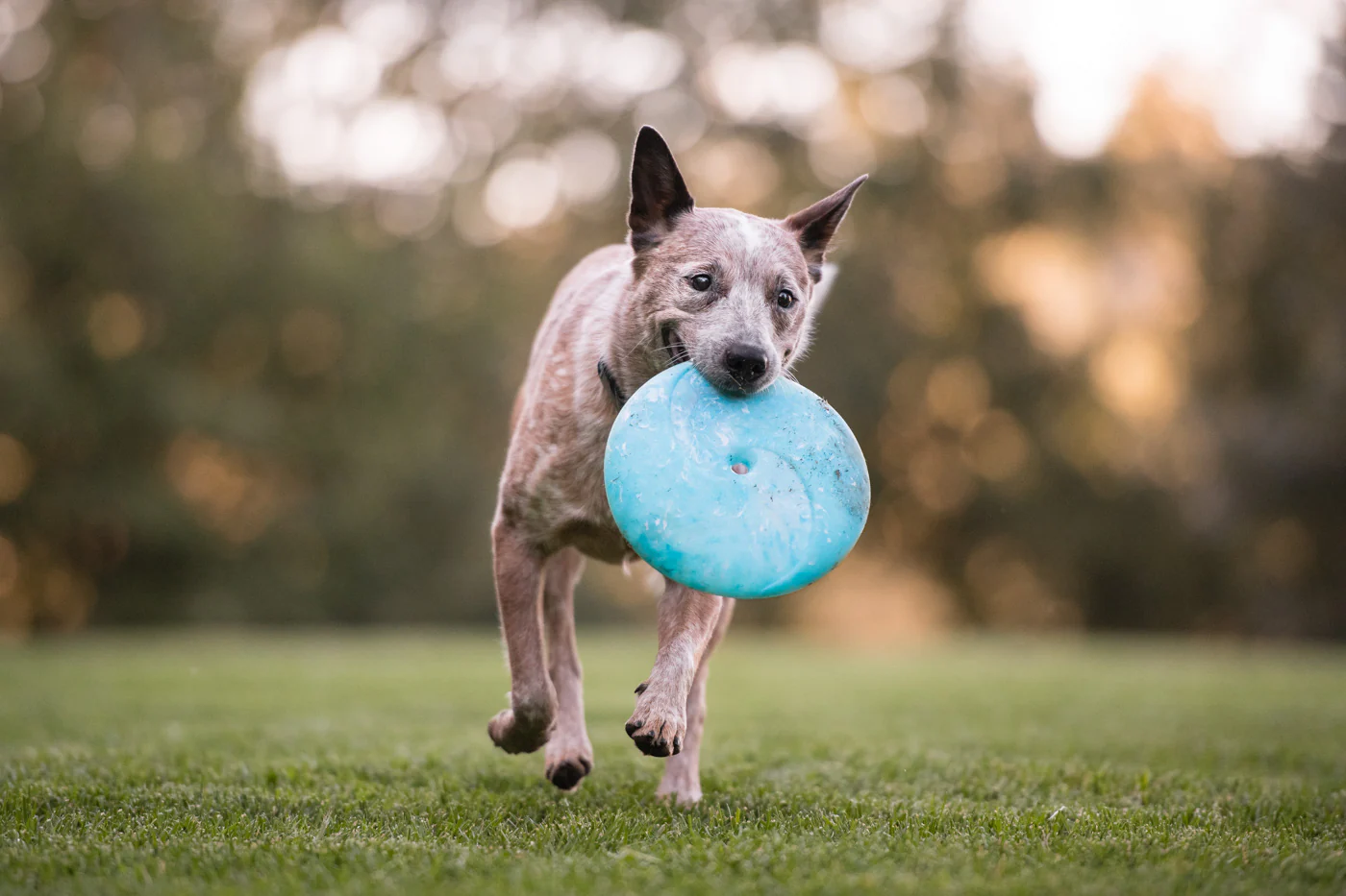 ZoomieRex InfiniDisc - Image 3